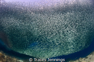 Sardines in Moalboal, Philippines by Tracey Jennings 